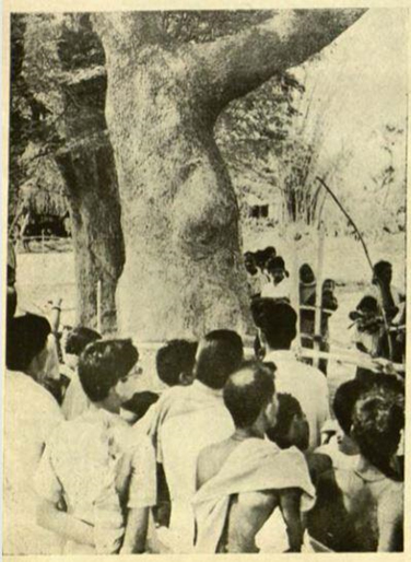 'नवकलेवर के लिए निंब का देखा गया पेड़ । १९७१ में प्रकाशित के.सी. मिश्रा द्वारा ‘द कल्ट ऑफ जगन्नाथ’ से पट्ट संख्या ४९।
